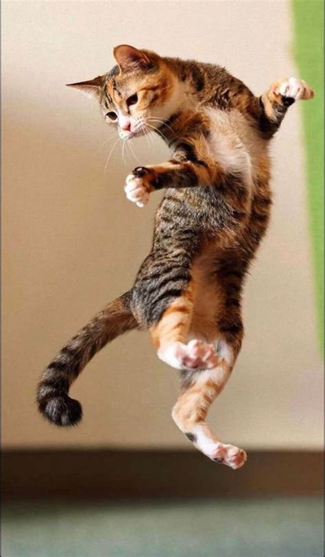 Psbattle Jumping Cat Photoshopbattles
