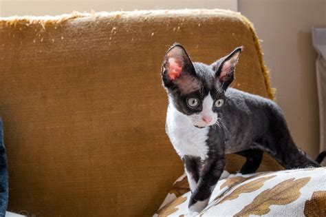 Devon Rex Cat Pictures And Information Cat