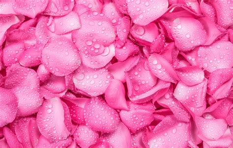 Wallpaper Drops Background Roses Petals Pink Fresh Texture Pink