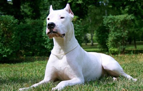 👍10 Características Sorprendentes Del Dogo Argentino Mil Mascotas
