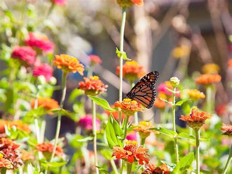 Butterfly Gardening Tips Faddegons Nursery Inc