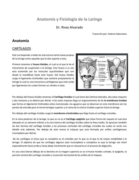 Anatomía Y Fisiología De La Laringe