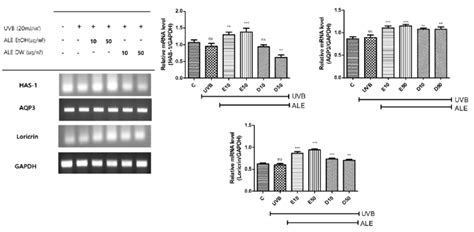 The Effects Of Ale On Mrna Expression Of Has Aqp And Loricrin In Download Scientific