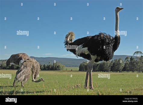 Male Ostrich Struthio Camelus Standing Proud With Submissive Female