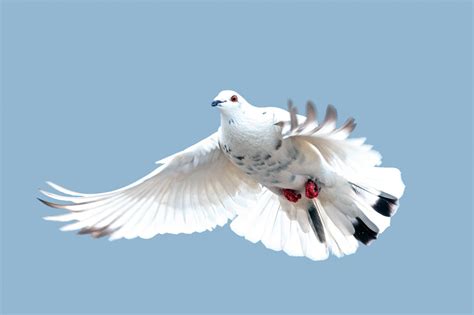 Dove Flying In Sky Free Stock Photo Public Domain Pictures