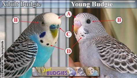 Moreover, if the bird continues to lose its feathers and the skin under the feathers becomes rough, it is infected with a virus disease. Baby parakeets, Budgies bird, Budgies