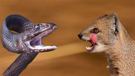 Snake Vs Mongoose Fight To Death Mongoose Attack And Killing Black