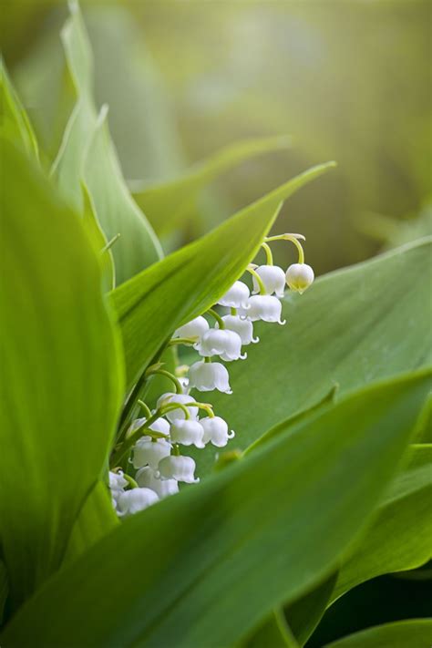 Close Up Image Of The Spring Flowering Bell Shaped White Flowers Of