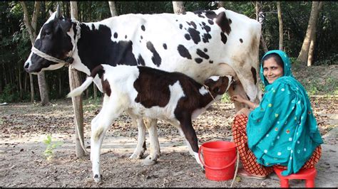 Beautiful Village Women Milking Cow By Hand And Payesh Recipe