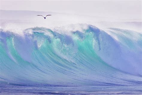 Seagull Flying Over Ocean Photograph By John White Photos