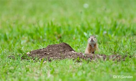 How To Stop Squirrels Digging Up Your Lawn 6 Humane Ways