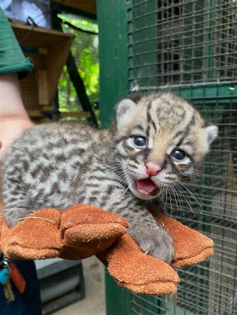 Brproud Rare Ocelot Kitten Born At Audubon Zoo