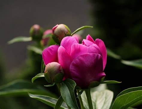 Peony Bud Pink Flower Fuchsia Free Photo On Pixabay