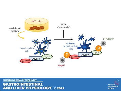 Aicar And Compound C Negatively Modulate Hcc Induced Primary Human