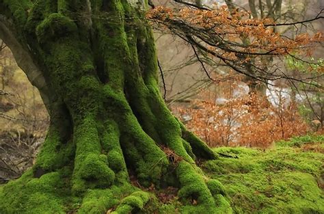 A Tree Trunk Covered In Greenery Glenlyon Perthshire Scotland