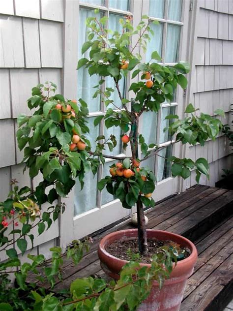 21 Best Ideas For Growing Fruit Trees In Containers
