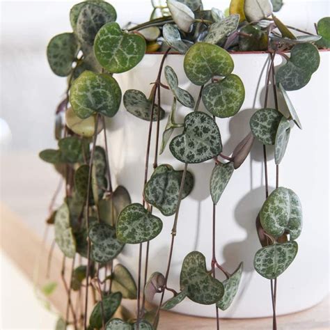 Ceropegia Woodii String Of Hearts Rare Succulent Plant