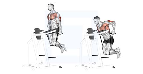 Band Assisted Dip Guide Benefits And Form