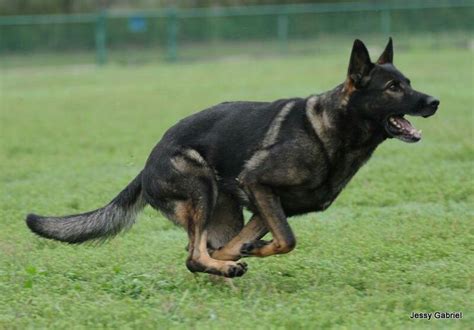 Gorgeous Dark Sable German Shepherd I Love This Color So Much
