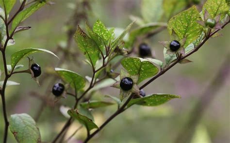 10 Poisonous Plants Which You Should Be Aware Of Uk