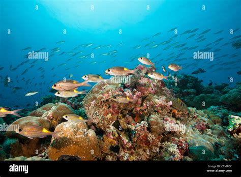 Striped Tropical Fish Hi Res Stock Photography And Images Alamy