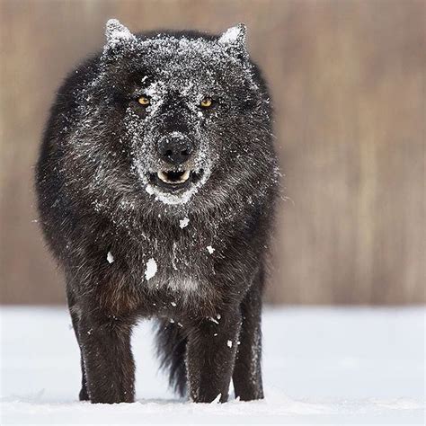 Black Wolves 🐺 One Of The Most Beautiful Creatures On Earth Agree🦊