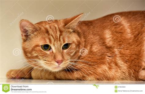 ginger cat stock image image of beautiful ginger harlequin 67904963