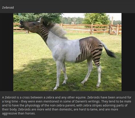 Animal Hybrids That You Wont Believe Actually Exist 17 Pics