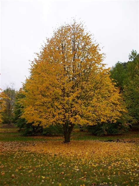 Autumn Foliage Of Common Lime Tilia X Europaea ‘pallida Deciduous