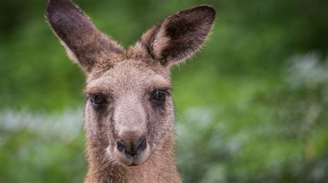 Woman In Hospital After Being Attacked By Large Vicious Kangaroo At Golf Club World News