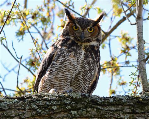 Maryland Biodiversity Project Great Horned Owl Bubo Virginianus