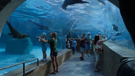 Gulfports Mississippi Aquarium Would Eclipse Coast Tourist Attractions