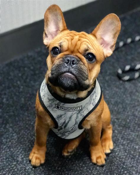 The french bulldog is a stocky little dog, much loved for its endearing nature and even temper/disposition. we love frenchies | French bulldog | via LADmob.com | Fawn ...