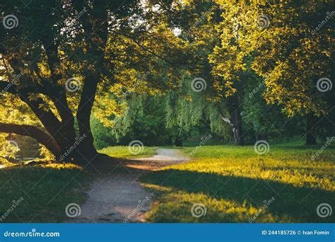 Sunny Path In The Park Stock Photo Image Of Nature 244185726