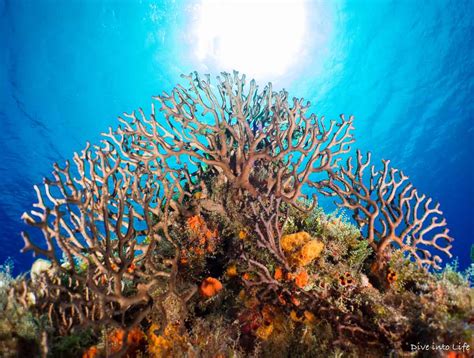 Cozumel Diving Drift Diving The Best Coral Reefs In Mexico