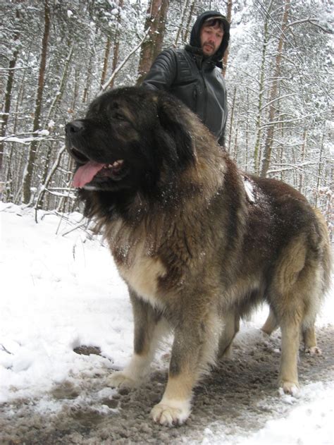 The Caucasian Mountain Dog Caucasian Mountain Dog Russian Bear Dog