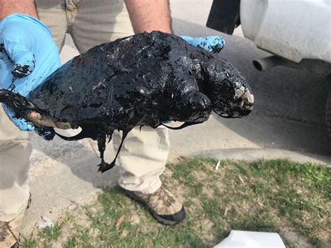 Officials Investigating After Dead Turtle Covered In Oil Washed Up In Port Aransas San Antonio