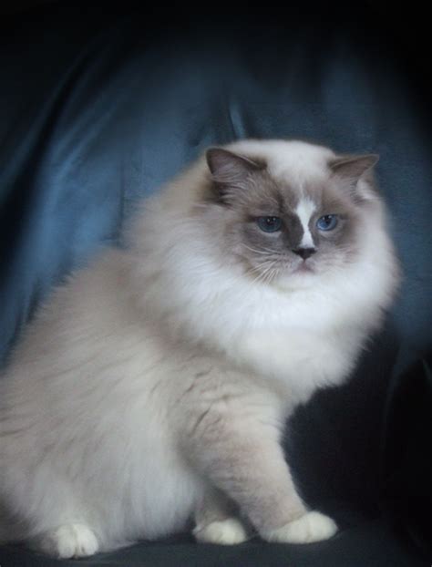 The ragdoll is a moderately active cat. DARLIN'LIL'DOLLS. RAGDOLL KITTEN BREEDER. OTTAWA, ONTARIO.