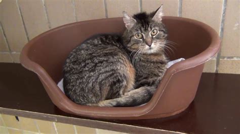 Verpasse nicht die neuesten inhalte von diesem profil: Sechs Katzen suchen neues Zuhause - Tierheim Wau-Mau-Insel ...