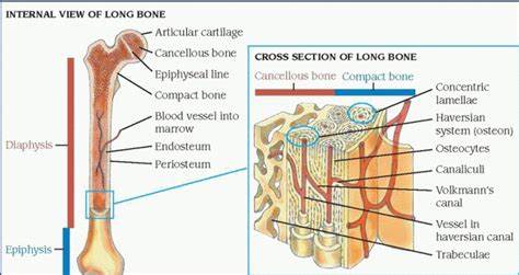 This is the long central shaft epiphysis: Musculoskeletal System | Basicmedical Key