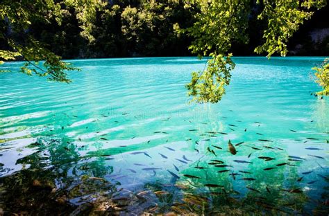Fish Swimming In Plitvice Lakes And Waterfalls Stock Image Image