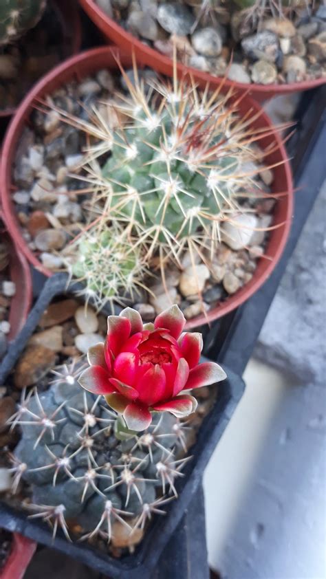 Pilosocerus azureus) is a blue cactus with hairy areoles that emit golden spines. Cactus and Succulents forum: Saving & Rescuing Melocactus ...