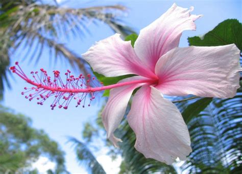 Arti Makna Dan Kegunaan Bunga Kembang Sepatu Hibiscus