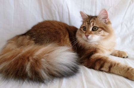 Siberian cats can have mackerel (striped), classic (blotched), spotted (the stripes on their sides are broken up into spots) or shaded tabby patterns for pictures of fully grown golden siberians please see delta (black golden classic), trotskiy (black golden shaded) and penny (black golden mackerel). Coat Colors | Siberians