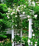 Scented Climbing Roses Pictures