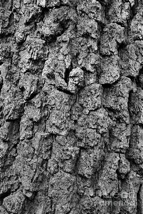 Tilias Bark In Black And White Photograph By Maria Faria Rodrigues
