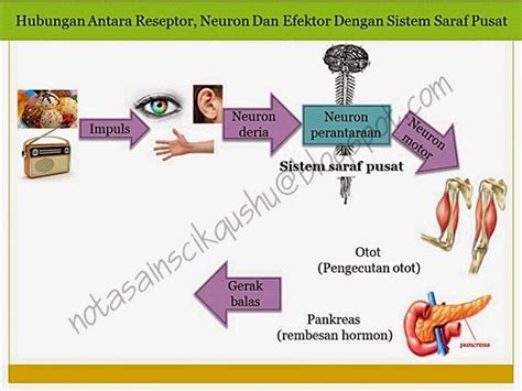 Sabun dan detergen (soaps and detergents). Nota Sains Tingkatan 4 Bab 2 | Nota Cikgu Shu