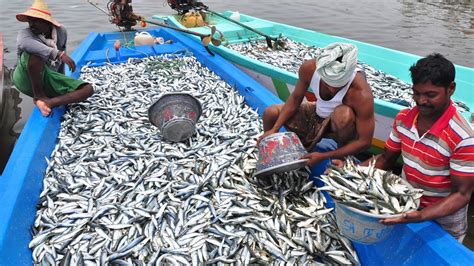 Fishermen Sort Their Big Catch Of Fish In Boat Kadal Tv Youtube