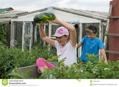 Children In The Garden Wheelbarrow Outdoorsharvest Vegetables Stock
