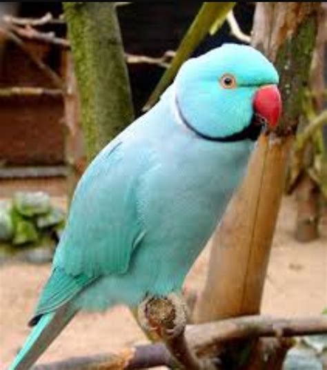 Blue Rose ringed parakeet Beautiful and funny Aves Aves exóticas